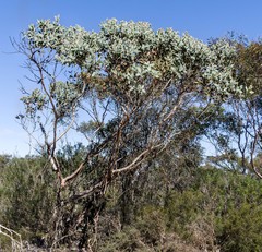 Eucalyptus pleurocarpa