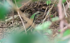 Ameiva atrigularis