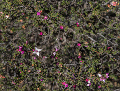Boronia inornata