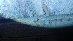 Clastoptera arborina