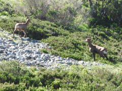 Rupicapra pyrenaica parva