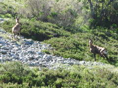 Rupicapra pyrenaica parva