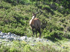 Rupicapra pyrenaica parva