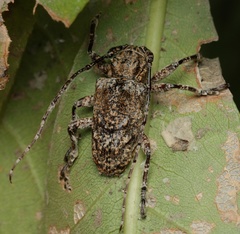 Menyllus