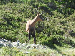 Rupicapra pyrenaica parva