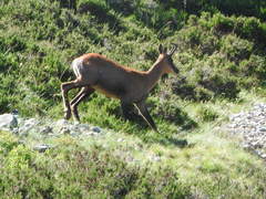 Rupicapra pyrenaica parva