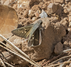Atrytonopsis pittacus