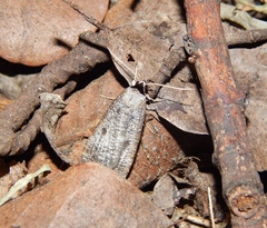 Agrotis denticulosa