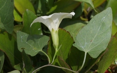 Calystegia felix