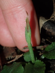 Pterostylis oblonga
