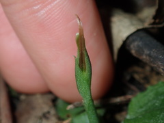 Pterostylis oblonga