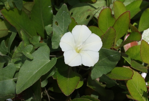 lucky morning glory (Calystegia felix)