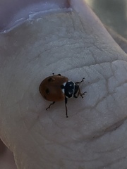 Hippodamia variegata