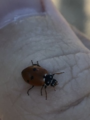 Hippodamia variegata