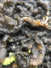 Collema furfuraceum image