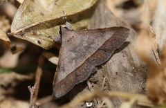 Hypospila