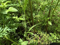 Rhodosciadium tolucense