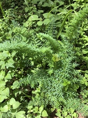 Rhodosciadium tolucense