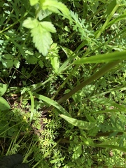 Rhodosciadium tolucense