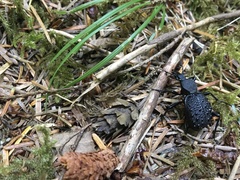 Cychrus tuberculatus