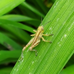 Dichromorpha viridis