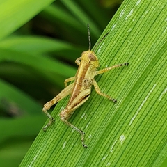 Dichromorpha viridis