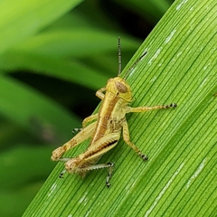 Dichromorpha viridis