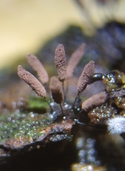 Stemonitopsis hyperopta