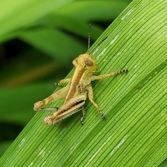 Dichromorpha viridis