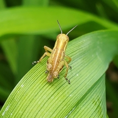 Dichromorpha viridis