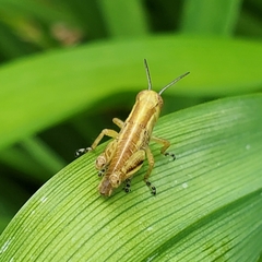 Dichromorpha viridis