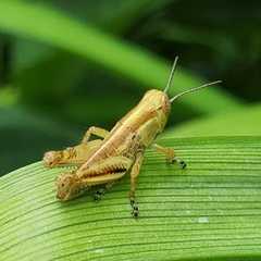 Dichromorpha viridis