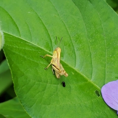 Dichromorpha viridis