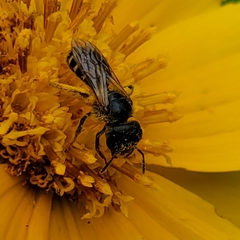 Halictus ligatus