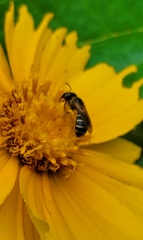 Halictus ligatus