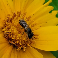 Halictus ligatus