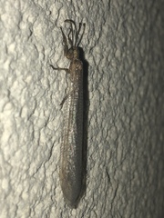 Nemoleontini
