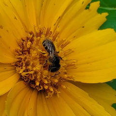 Halictus ligatus