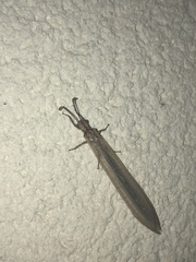 Nemoleontini