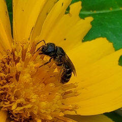 Halictus ligatus