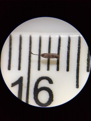 Stemonitopsis hyperopta