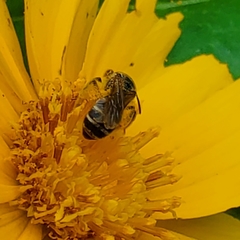 Halictus ligatus