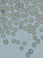 Stemonitopsis hyperopta