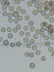 Stemonitopsis hyperopta