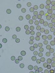 Stemonitopsis hyperopta