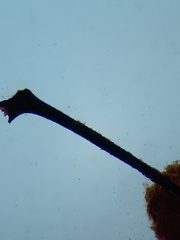 Stemonitopsis hyperopta