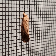 Acrolophus propinqua