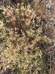 Leptosiphon floribundus