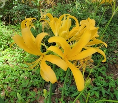 Lycoris radiata