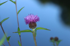 Centaurea decipiens